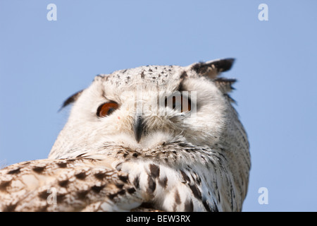 Eagle-Owl Head, Bubo bubo, Germany Stock Photo
