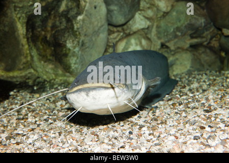 Wels Catfish, Siluris glanis, Donau, Germany Stock Photo