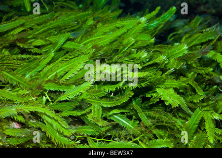 Killer Algae Caulerpa, Caulerpa, Mediterranean Sea, France Stock Photo