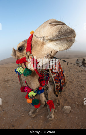 Arabian Camel, Dromedary, Camelus dromedarius, Cairo, Egypt Stock Photo