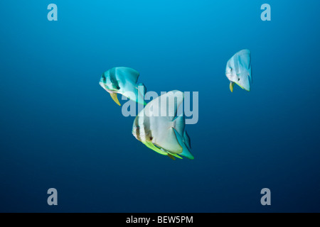 Longfin Batfish, Platax teira, North Ari Atoll, Maldives Stock Photo