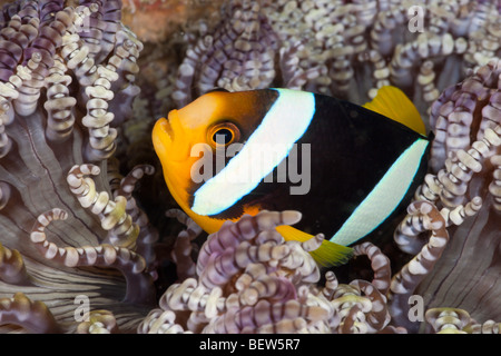 Clarks Anemonefish, Amphiprion clarkii, Ellaidhoo House Reef, North Ari Atoll, Maldives Stock Photo