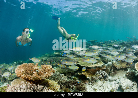 Two Women snorkel over Reef, Ellaidhoo House Reef, North Ari Atoll, Maldives Stock Photo
