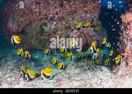 Masked Bannerfish, Heniochus monoceros, Himendhoo Thila, North Ari Atoll, Maldives Stock Photo