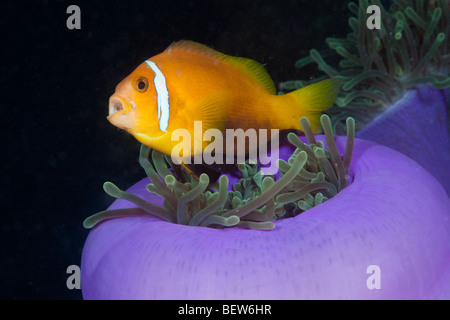 Maldive Anemonefish Magnificent Anemone Amphiprion nigripes Heteractis magnifica South Male Atoll Maldives symbiosis Stock Photo