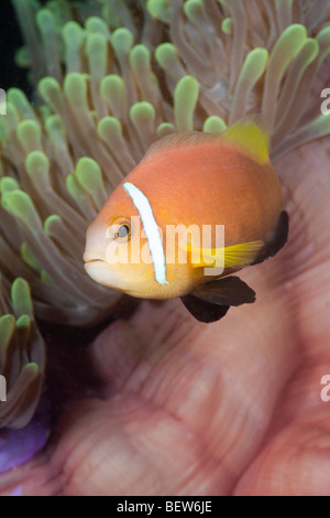 Maldive Anemonefish Magnificent Anemone Amphiprion nigripes Heteractis magnifica South Male Atoll Maldives symbiosis Stock Photo