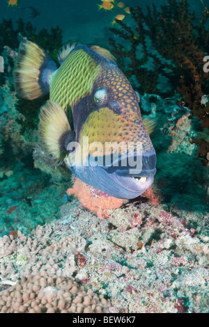 Green Titan Triggerfish, Balistoides viridescens, Kandooma Caves, South Male Atoll, Maldives Stock Photo