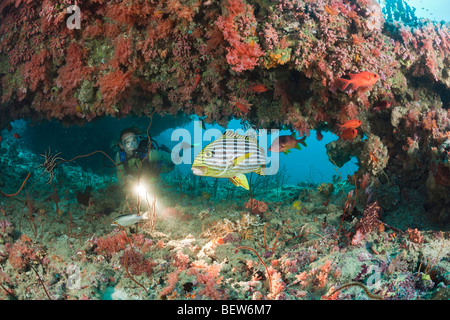 Oriental Sweetlips in Coral Reef, Plectorhinchus vittatus, Kandooma Thila, South Male Atoll, Maldives Stock Photo