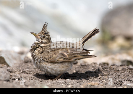 Crested Lark (Galerida cristata) perched on the ground displaying Stock Photo