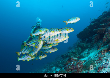 Oriental Sweetlips and Diver, Plectorhinchus orientalis, Cocoa Corner, South Male Atoll, Maldives Stock Photo