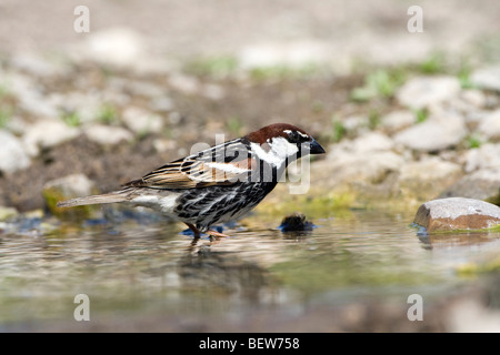 Spanish Sparrow (Passer hispaniolensis) bathing in a pool Stock Photo