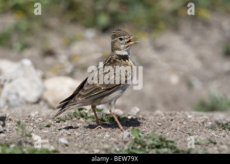 Calandra Lark (Melanocorypha calandra) perched on the ground singing Stock Photo