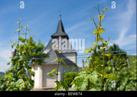 Grapevines in front of Saint Lawrence Chapel, Trittenheim, Rhineland-Palatinate, Germany, focus on foreground Stock Photo