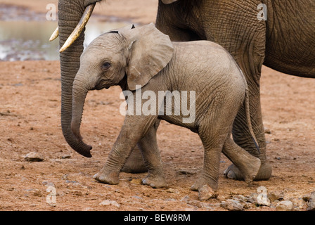 Young african elephant (Loxodonta africana) with mother, Aberdare National Park, Kenya, side view Stock Photo
