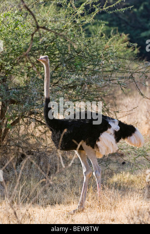 Somali Ostrich (Struthio camelus molybdophanes), Kenya, Africa Stock Photo