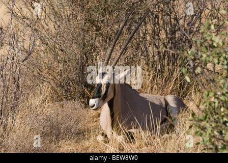 Two East African Oryx (Oryx beisa) lying in dry grass, Kenya, Africa Stock Photo