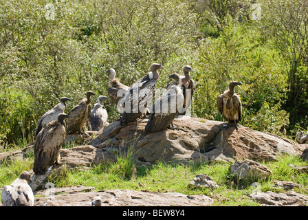 Rueppells griffon vulture (Gyps rueppellii), Masai Mara National Park, Kenya, low angle view Stock Photo