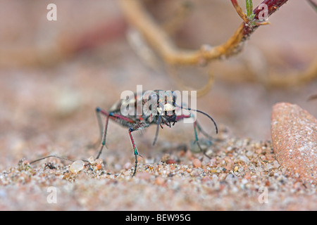 northern dune tiger beetle, Cicindela hybrida, close-up Stock Photo