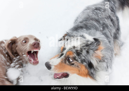 Two dogs fighting in the snow, high angle view Stock Photo