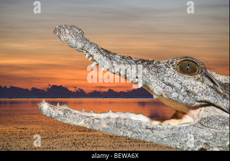 Nile Crocodile, Crocodylus niloticus, Aswan, Egypt Stock Photo