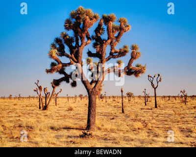 Joshua Tree (Yucca brevifolia), Joshua Tree Nationalpark, California, USA Stock Photo
