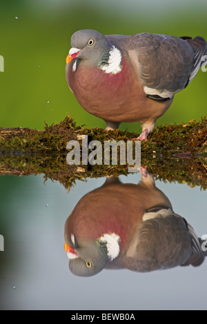 Wood Pigeon (Columba palumbus) at drinking trough, with mirror image Stock Photo