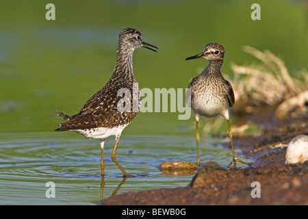 Two Wood Sandpipers (Tringa glareola) facing at the waters edge, low angle view Stock Photo