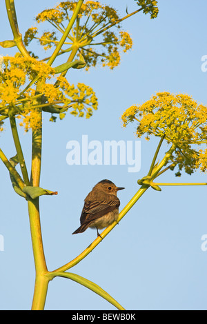 Spotted Flycatcher (Muscicapa striata) sitting on stalk, side view Stock Photo