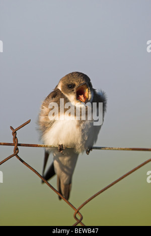 Bank Swallow (Riparia riparia Stock Photo - Alamy