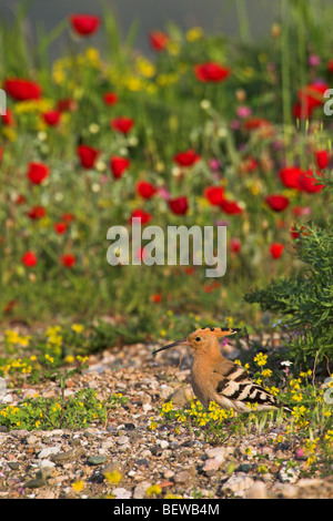 Eurasian Hoopoe (Upupa epops) in landscape with flowers, side view