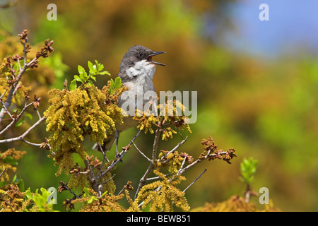 Eastern Orphean Warbler (Sylvia crassirostris) sitting on twig, side view Stock Photo