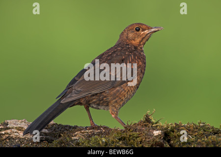 Common Blackbird (Turdus merula) sitting on moss bed, side view Stock Photo