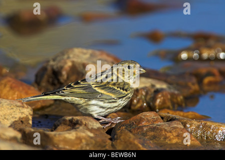 European Serin (Serinus serinus) sitting on waterside stones, side view Stock Photo