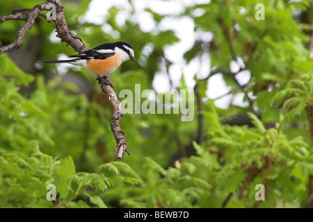 Masked Shrike (Lanius nubicus) sitting on branch, side view Stock Photo