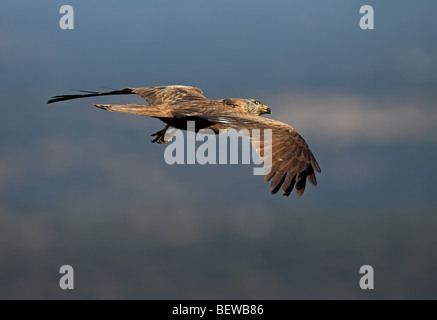 Black Kite (Milvus migrans) in gliding flight, with copy space Stock Photo