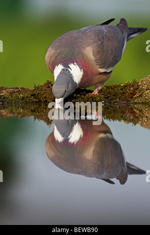 Wood Pigeon (Columba palumbus) at drinking trough, with mirror image Stock Photo