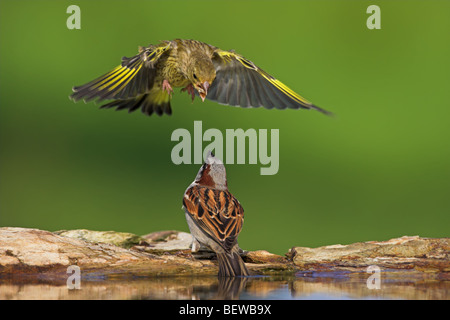 European Greenfinch (Carduelis chloris) attacking Sparrow (Passer) from the air, close-up Stock Photo