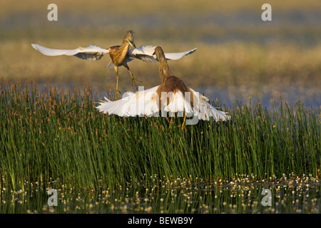 Squacco Herons (Ardeola ralloides) in a duel Stock Photo