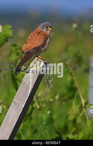 Common Kestrel (Falco tinnunculus) sitting on slant fencepost, side view Stock Photo