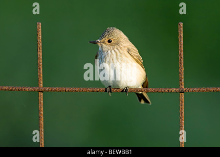 Spotted Flycatcher (Muscicapa striata) sitting on fence Stock Photo