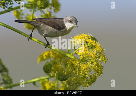 Lesser Whitethroat (Sylvia curruca) sitting on stalk Stock Photo