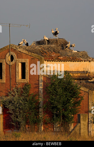 White Storkes (Ciconia ciconia) nestling on roof of an old house Stock Photo