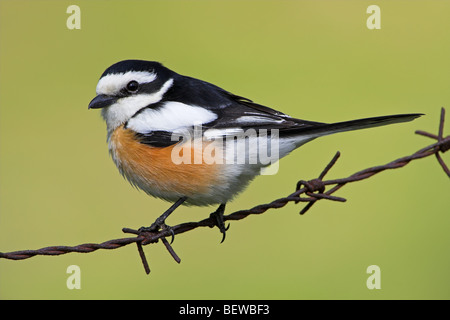 Masked Shrike (Lanius nubicus) sitting on barbed wire, close-up Stock Photo