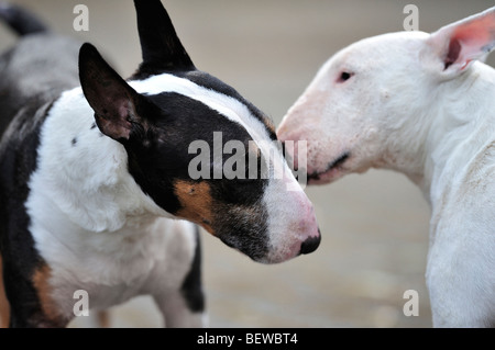 two bull terriers, side view Stock Photo