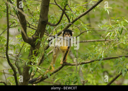 common squirrel monkey (Saimiri sciureus), full shot Stock Photo