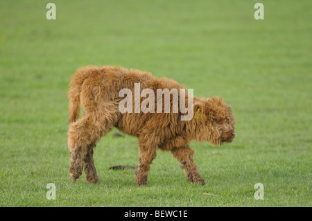 Montafon brown cattle (Bos primigenius f. taurus) on a meadow, side view