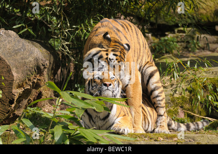 two Siberian tigers, (Panthera tigris altaica), full shot Stock Photo