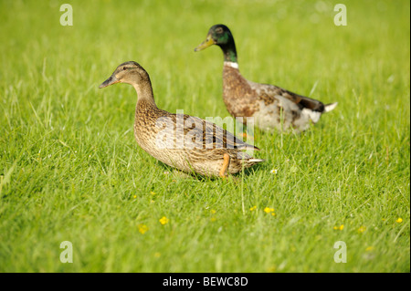 Mallard ducks (Anas platyrhynchos) on meadow, side view Stock Photo