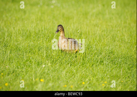 Mallard duck (Anas platyrhynchos) standing on meadow Stock Photo