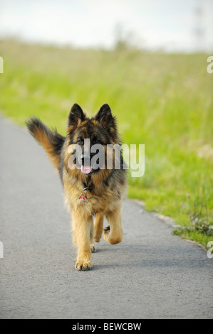 German Shepherd on a country road, front view Stock Photo